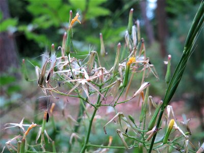 Mauerlattich (Mycelis muralis) im Schwetzinger Hardt