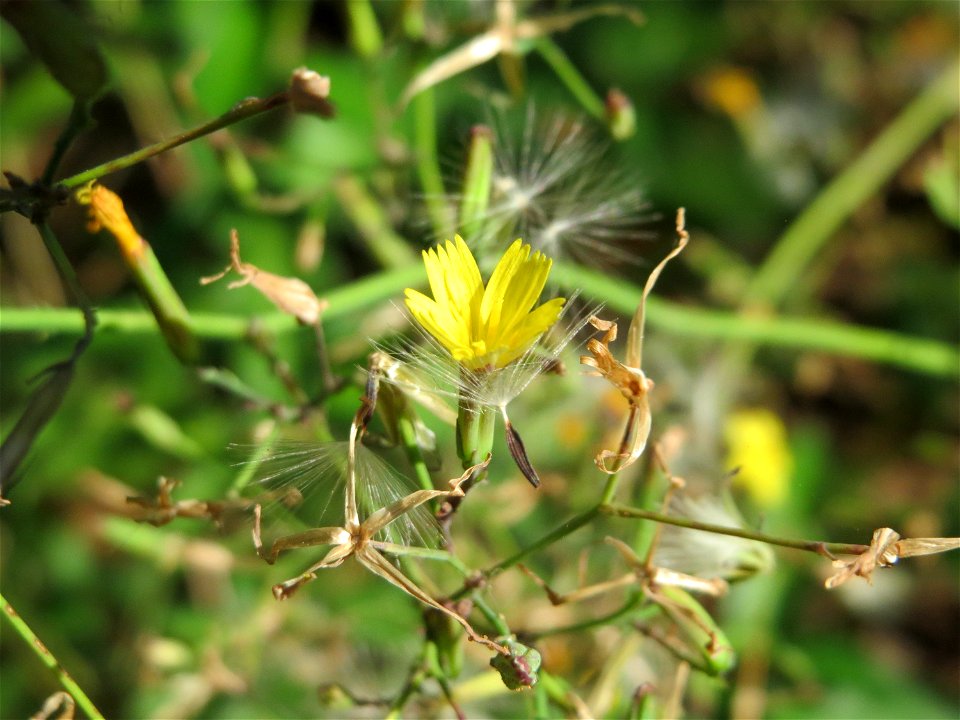 Mauerlattich (Mycelis muralis) im Schwetzinger Hardt