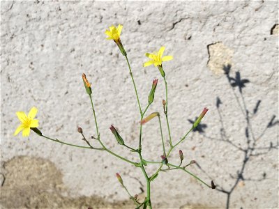 Mauerlattich (Mycelis muralis) an der Bismarckstraße in Saarbrücken