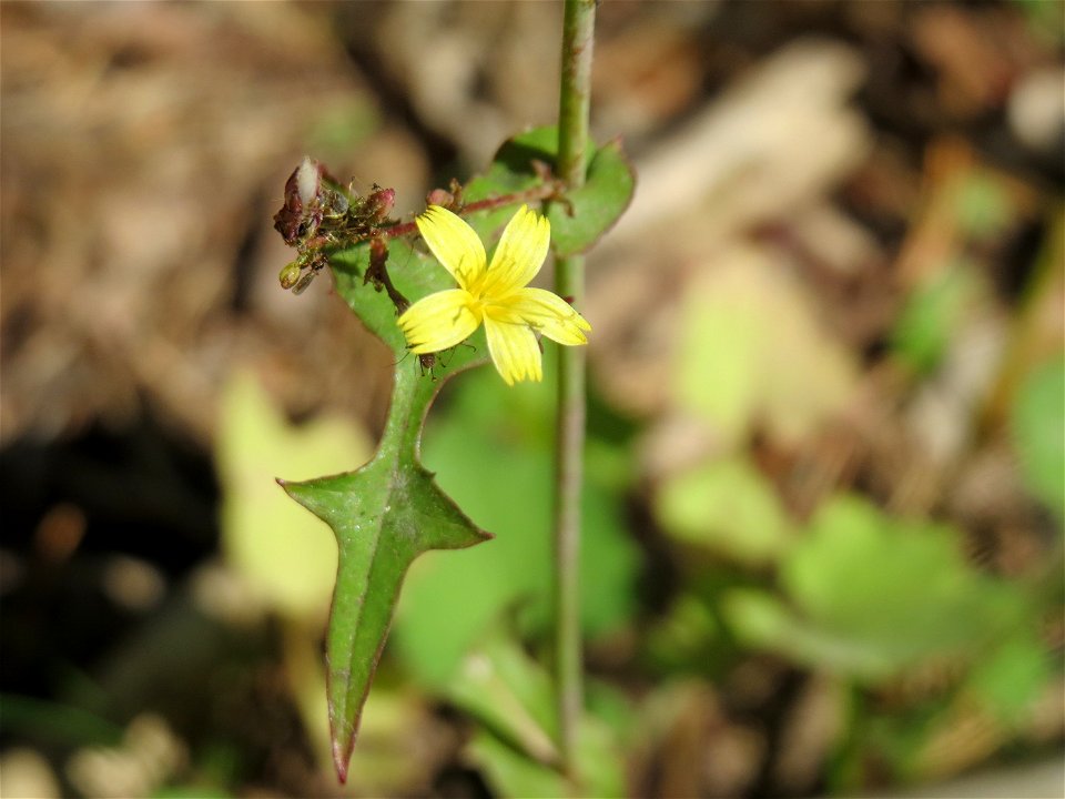 Mauerlattich (Mycelis muralis) am Abtskopf bei Klingenmünster