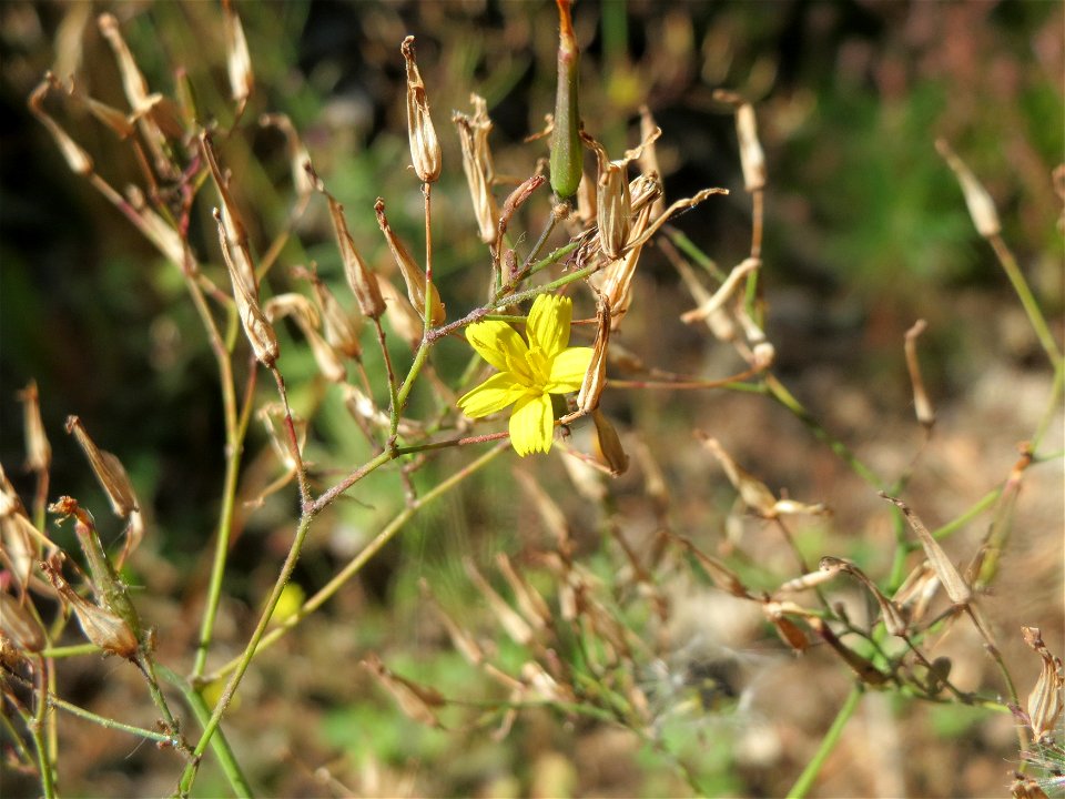 Mauerlattich (Mycelis muralis) am Abtskopf bei Klingenmünster