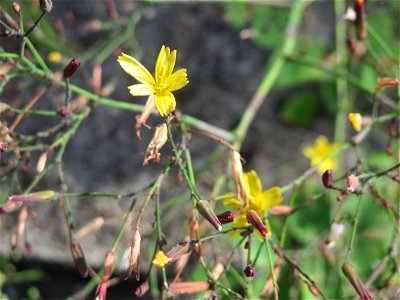 Mauerlattich (Mycelis muralis) in Sankt Arnual