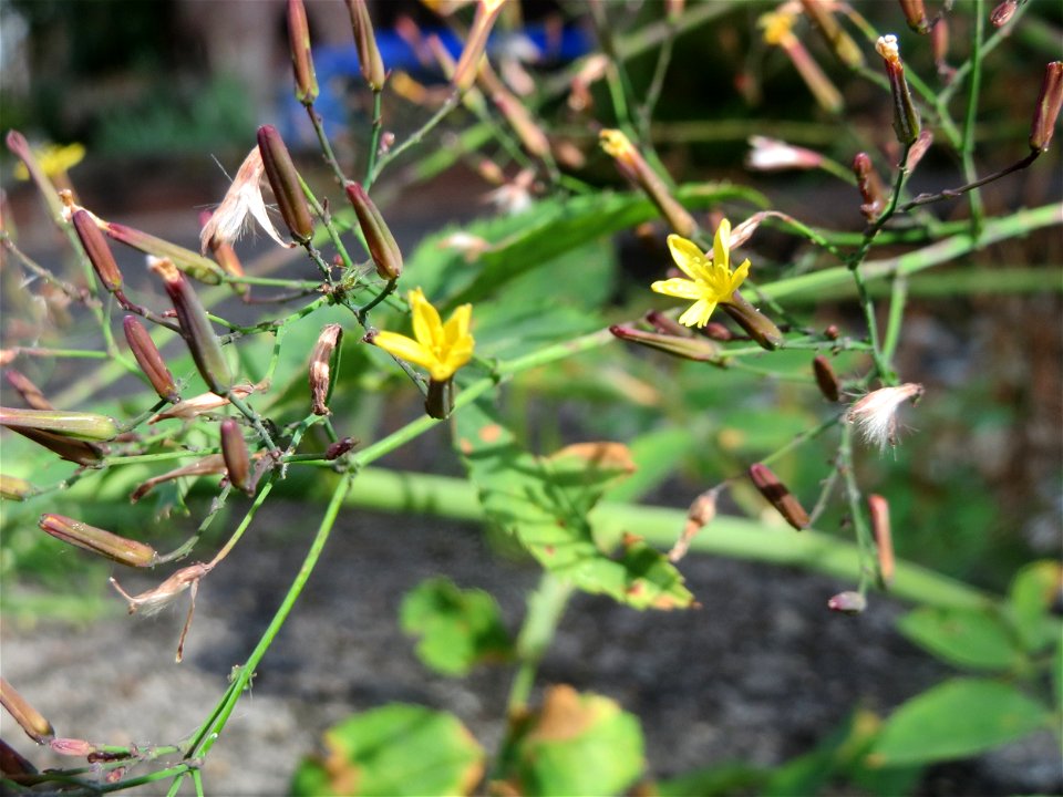 Mauerlattich (Mycelis muralis) in Sankt Arnual