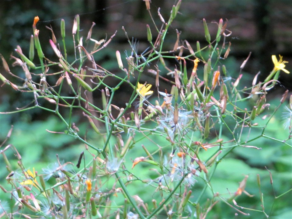 Mauerlattich (Mycelis muralis) im Steinbachtal