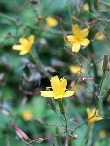 Mauerlattich (Mycelis muralis) im Naturschutzgebiet „Steinbachtal / Netzbachtal“