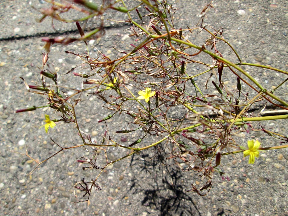 Mauerlattich (Mycelis muralis) in Bischmisheim