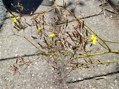 Mauerlattich (Mycelis muralis) in Bischmisheim