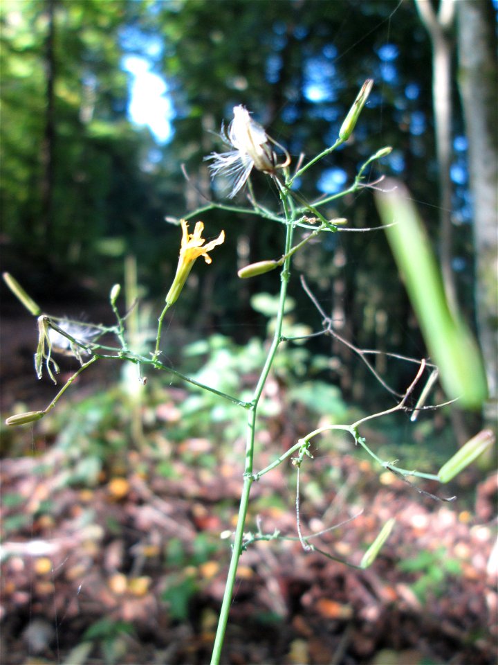 Mauerlattich (Mycelis muralis) im Stiftswald Sankt Arnual