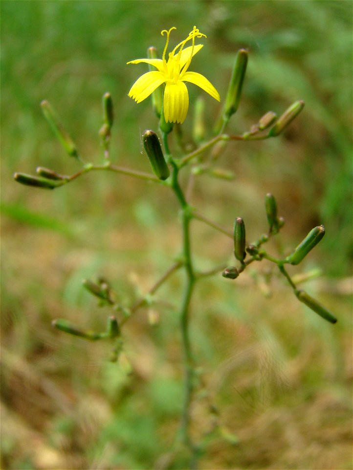 Sałatnik leśny (Mycelis muralis)