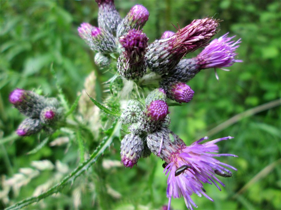 Sumpf-Kratzdistel (Cirsium palustre) im Naturschutzgebiet "St. Arnualer Wiesen"