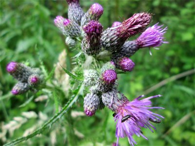 Sumpf-Kratzdistel (Cirsium palustre) im Naturschutzgebiet "St. Arnualer Wiesen"