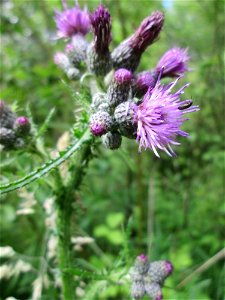 Sumpf-Kratzdistel (Cirsium palustre) im Naturschutzgebiet "St. Arnualer Wiesen"