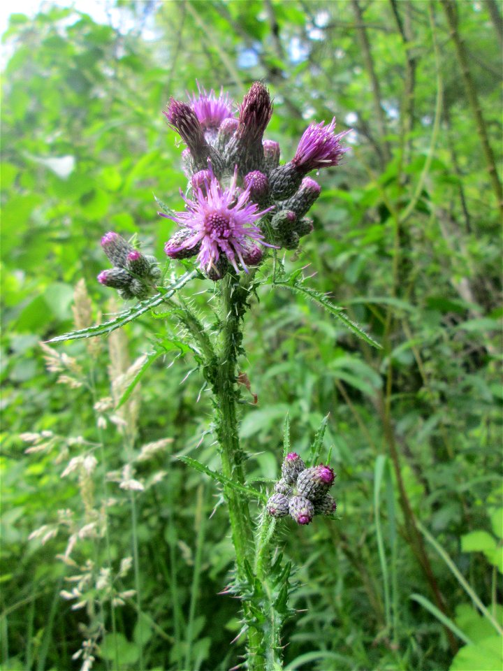 Sumpf-Kratzdistel (Cirsium palustre) im Naturschutzgebiet "St. Arnualer Wiesen"