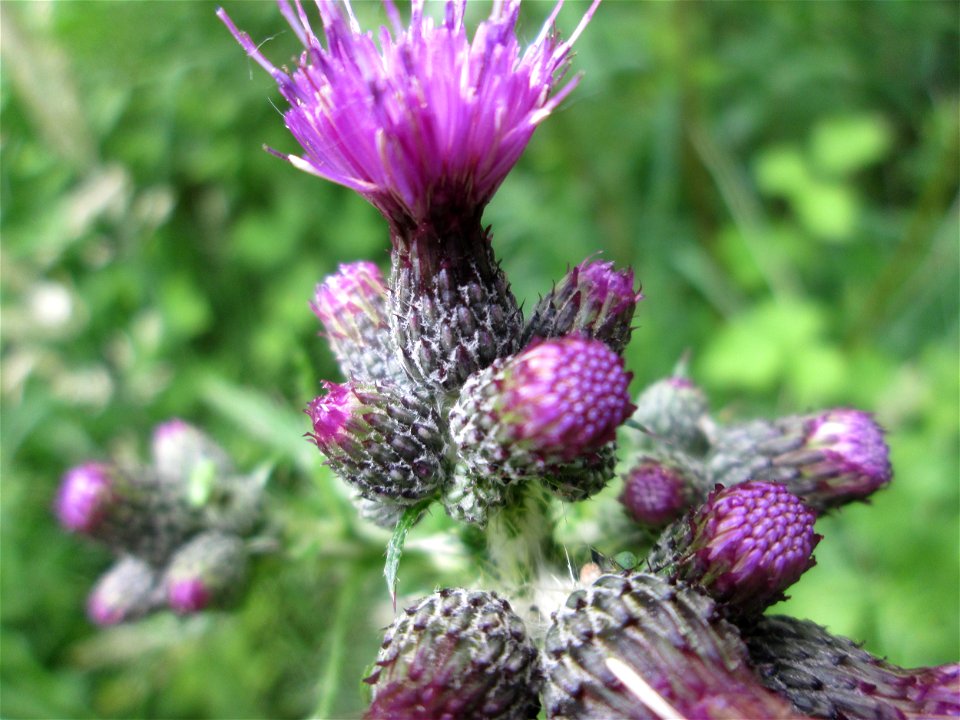Sumpf-Kratzdistel (Cirsium palustre) im Naturschutzgebiet "St. Arnualer Wiesen"