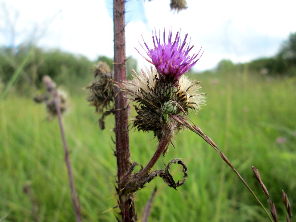 Sumpf-Kratzdistel (Cirsium palustre) im Naturschutzgebiet Wusterhang und Beierwies bei Fechingen - an diesem sonst trockenen Standort befindet sich eine Stelle mit Staunässe