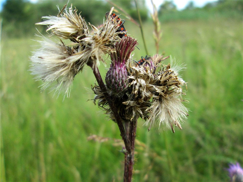 Sumpf-Kratzdistel (Cirsium palustre) im Naturschutzgebiet Wusterhang und Beierwies bei Fechingen - an diesem sonst trockenen Standort befindet sich eine Stelle mit Staunässe