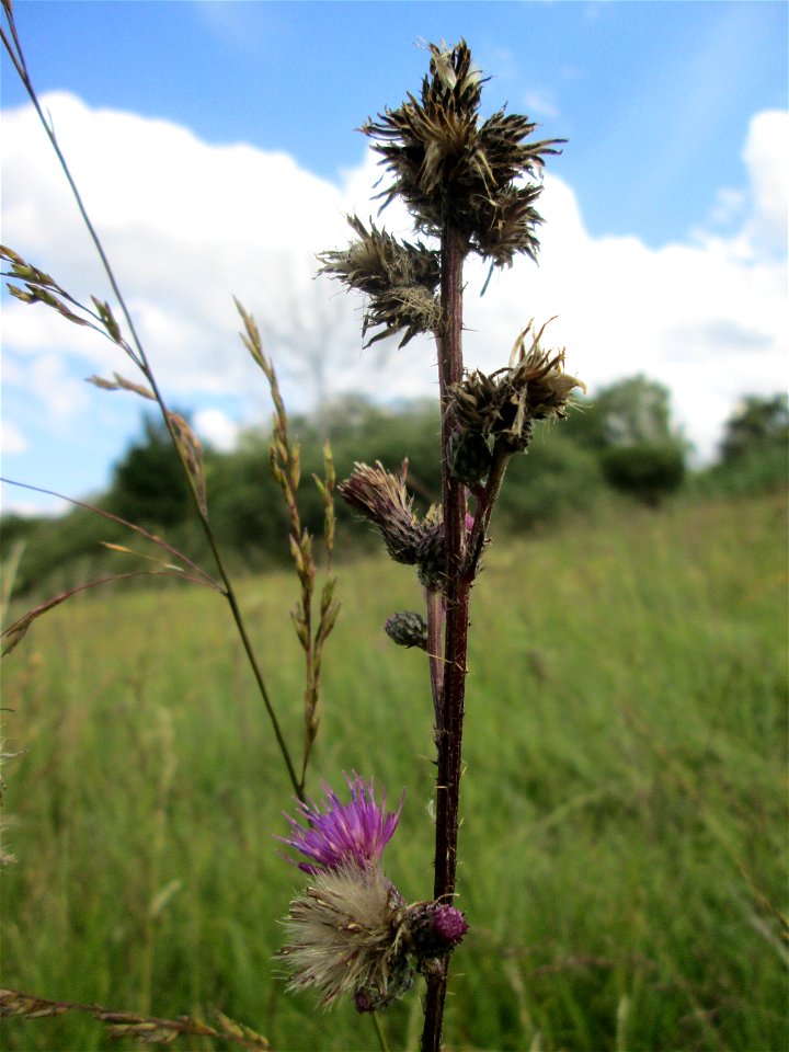 Sumpf-Kratzdistel (Cirsium palustre) im Naturschutzgebiet Wusterhang und Beierwies bei Fechingen - an diesem sonst trockenen Standort befindet sich eine Stelle mit Staunässe