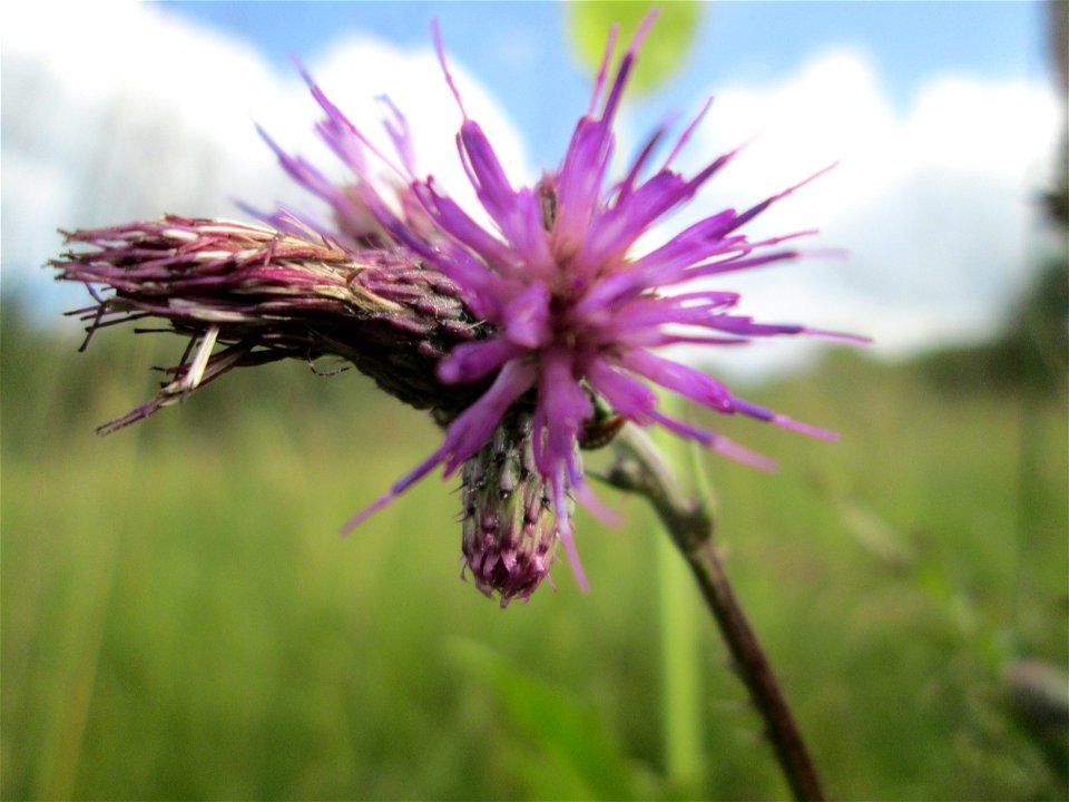 Sumpf-Kratzdistel (Cirsium palustre) im Naturschutzgebiet Wusterhang und Beierwies bei Fechingen - an diesem sonst trockenen Standort befindet sich eine Stelle mit Staunässe
