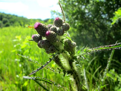 Sumpf-Kratzdistel (Cirsium palustre) im Naturschutzgebiet „Beierwies“ oberhalb von Fechingen