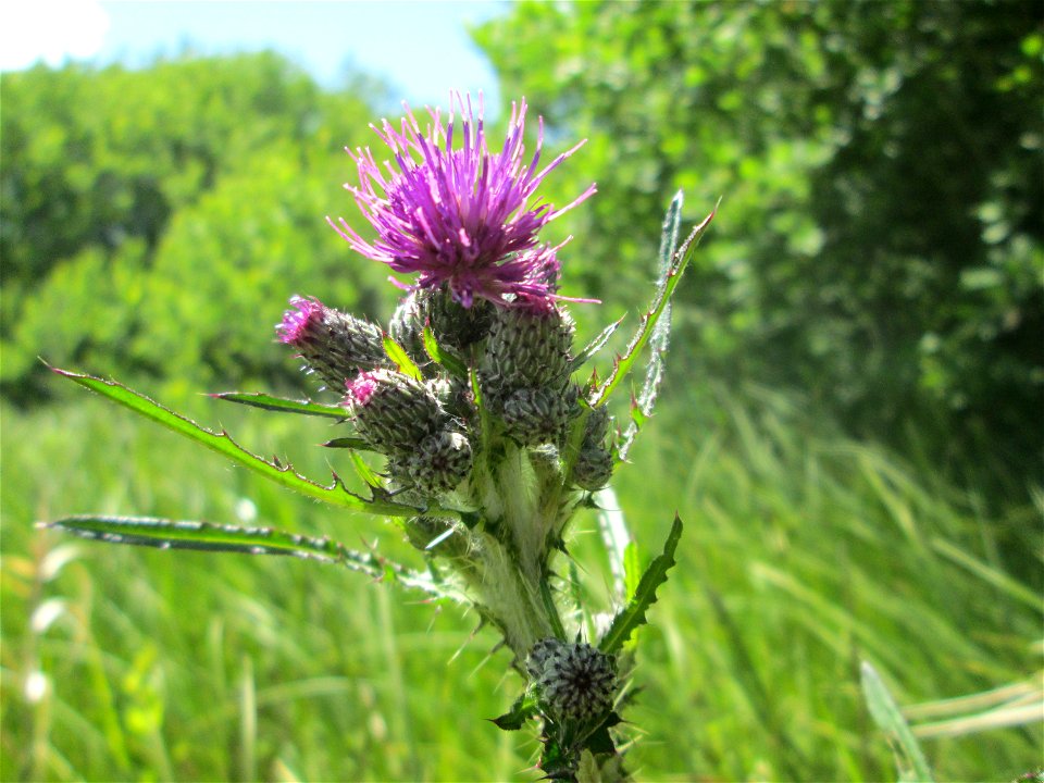 Sumpf-Kratzdistel (Cirsium palustre) im Naturschutzgebiet „Beierwies“ oberhalb von Fechingen
