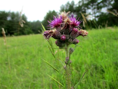 Sumpf-Kratzdistel (Cirsium palustre) an einem Kalkquellsumpf im Naturschutzgebiet Südlicher Bliesgau/Auf der Lohe bei Gersheim