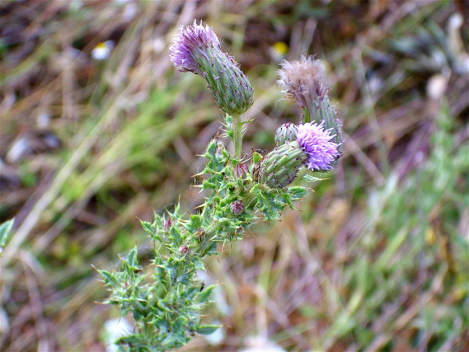 Cirsium palustre inflorescence close up, Piedrabuena, Campo de Calatrava, Spain