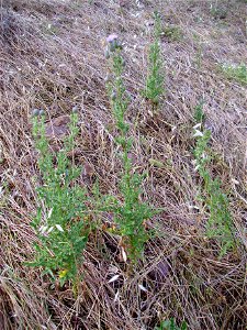 Cirsium palustre habitus, Piedrabuena, Campo de Calatrava, Spain