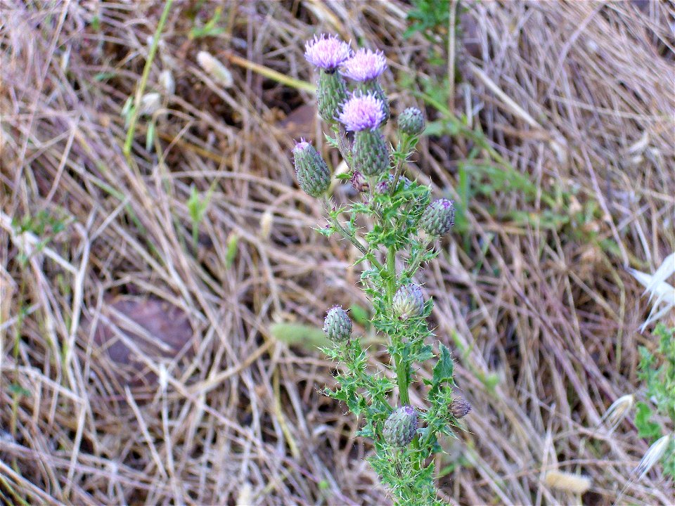 Cirsium palustre inflorescence, Piedrabuena, Campo de Calatrava, Spain