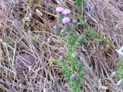 Cirsium palustre inflorescence, Piedrabuena, Campo de Calatrava, Spain