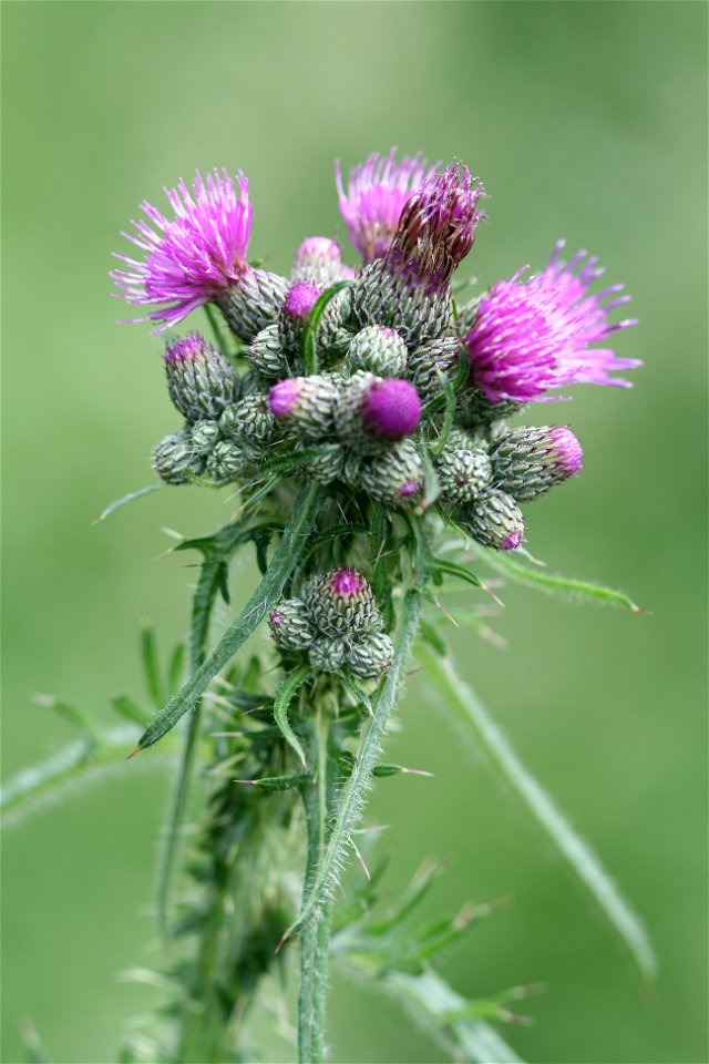 Cirsium palustre - Belgium