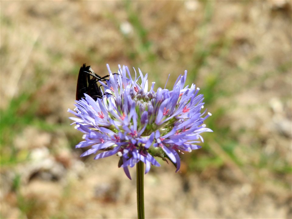 Berg-Sandglöckchen (Jasione montana) im Schwetzinger Hardt