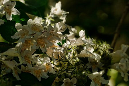 Flowering shrub backlighting close up