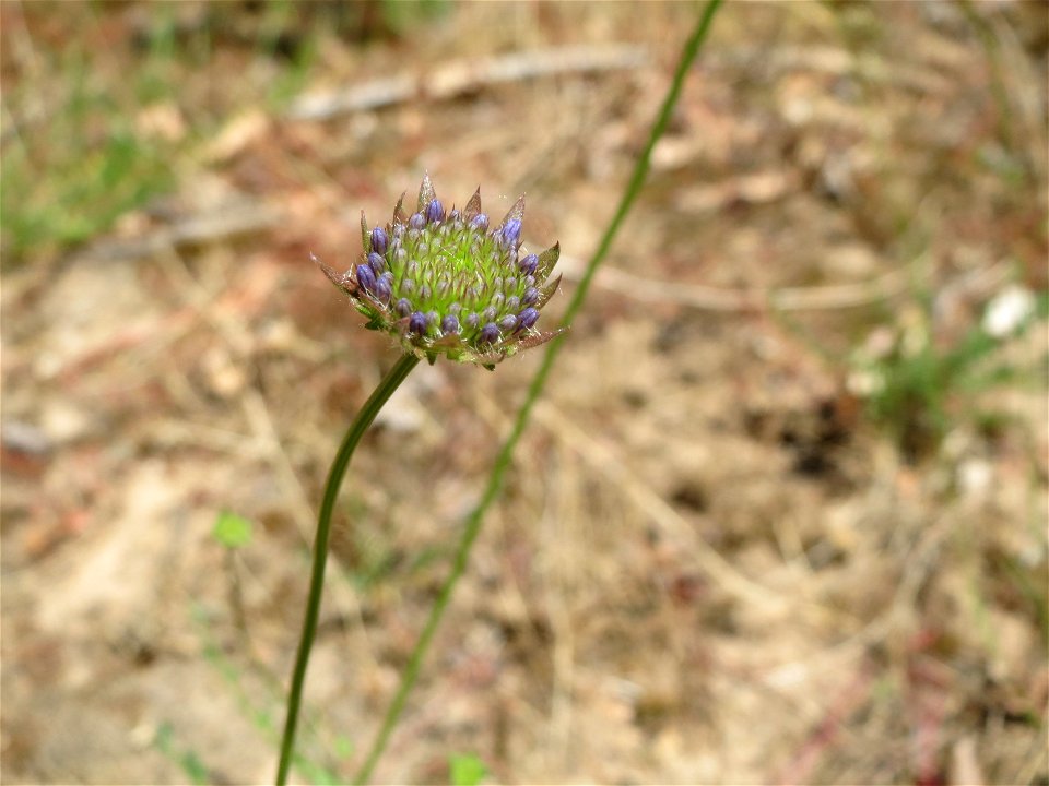 Berg-Sandglöckchen (Jasione montana) im Schwetzinger Hardt