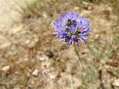 Berg-Sandglöckchen (Jasione montana) im Schwetzinger Hardt