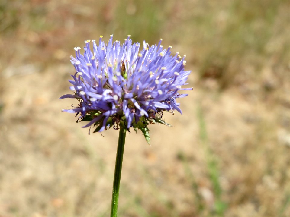 Berg-Sandglöckchen (Jasione montana) im Schwetzinger Hardt