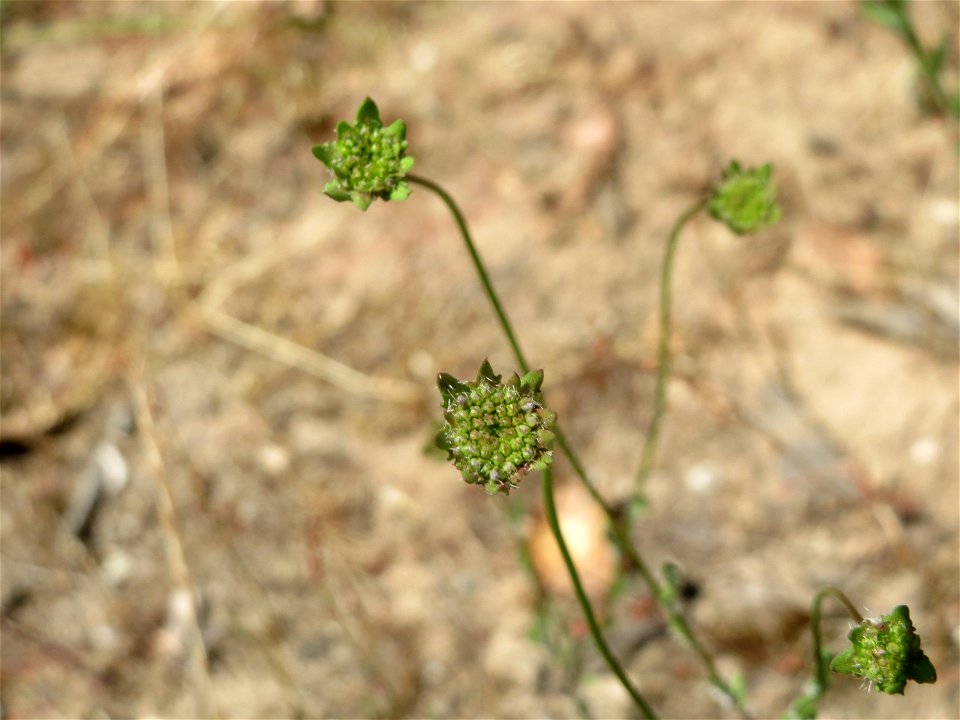 Berg-Sandglöckchen (Jasione montana) im Schwetzinger Hardt