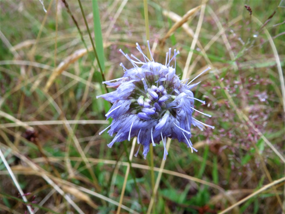 Berg-Sandglöckchen (Jasione montana) im Naturschutzgebiet Gewann Frankreich-Wiesental