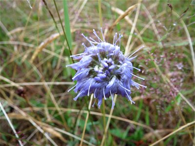 Berg-Sandglöckchen (Jasione montana) im Naturschutzgebiet Gewann Frankreich-Wiesental