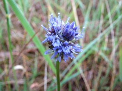 Berg-Sandglöckchen (Jasione montana) im Naturschutzgebiet Gewann Frankreich-Wiesental