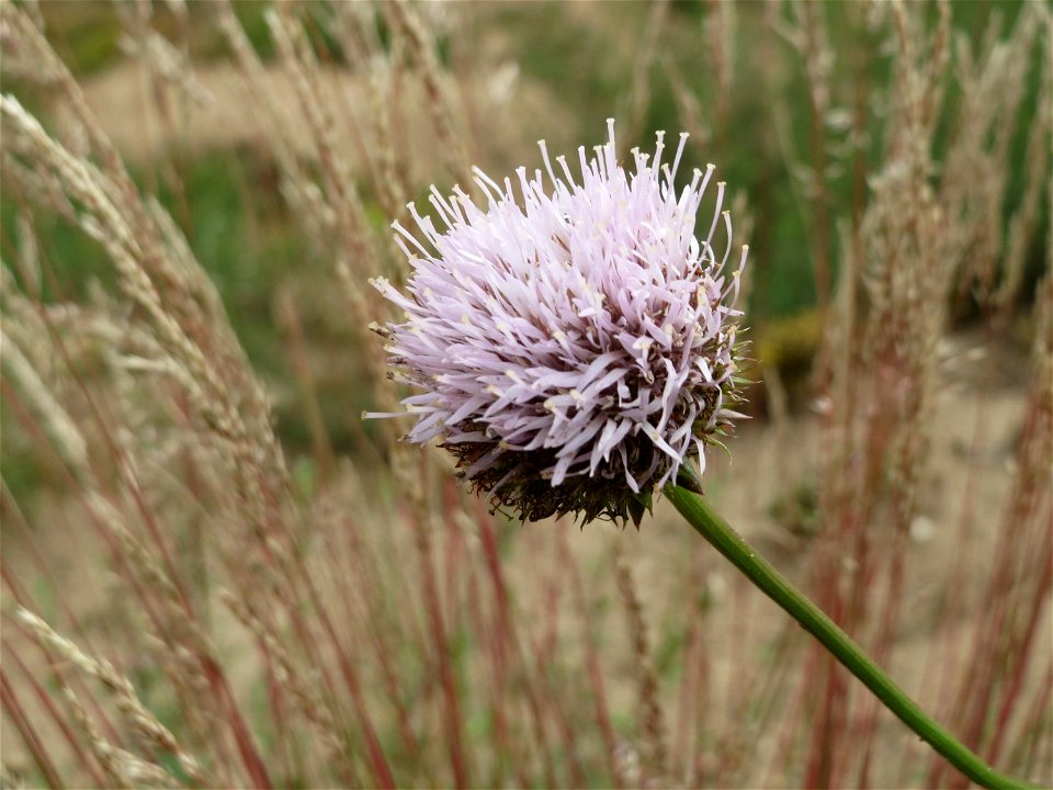Berg-Sandglöckchen (Jasione montana) im Naturschutzgebiet Gewann Frankreich-Wiesental