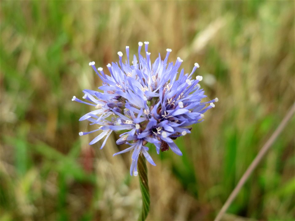 Berg-Sandglöckchen (Jasione montana) im Naturschutzgebiet Gewann Frankreich-Wiesental