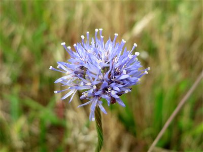 Berg-Sandglöckchen (Jasione montana) im Naturschutzgebiet Gewann Frankreich-Wiesental
