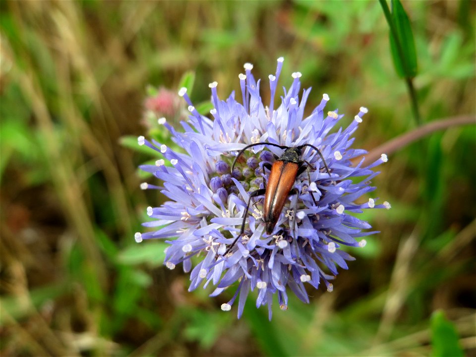 Berg-Sandglöckchen (Jasione montana) im Naturschutzgebiet Gewann Frankreich-Wiesental