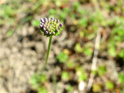 Berg-Sandglöckchen (Jasione montana) im Schwetzinger Hardt