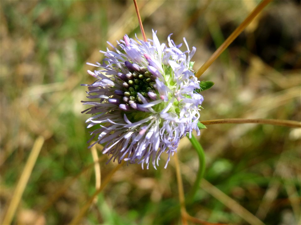 Berg-Sandglöckchen (Jasione montana) im Schwetzinger Hardt