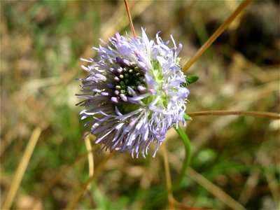 Berg-Sandglöckchen (Jasione montana) im Schwetzinger Hardt