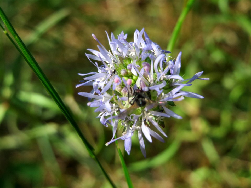 Berg-Sandglöckchen (Jasione montana) im Schwetzinger Hardt