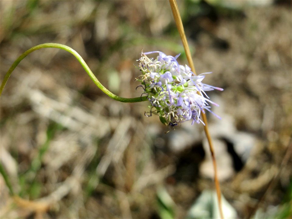 Berg-Sandglöckchen (Jasione montana) im Schwetzinger Hardt