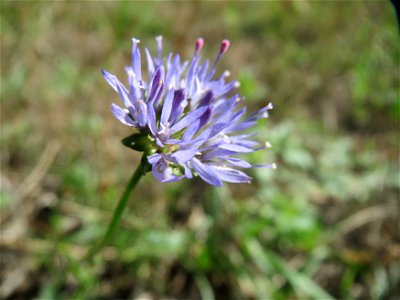 Berg-Sandglöckchen (Jasione montana) im Schwetzinger Hardt