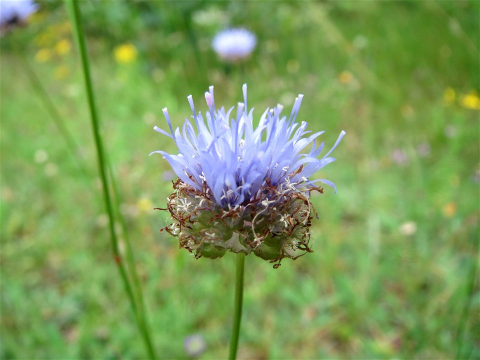 Berg-Sandglöckchen (Jasione montana) im Schwetzinger Hardt - an der Bahnstrecke Mannheim-Karlsruhe findet sich ein kleines Sandmagerrasen-Biotop mit typischer Binnendünen-Vegetation. Vom Berg-Sandglöc